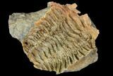 Fossil Calymene Trilobite Nodule - Morocco #106618-1